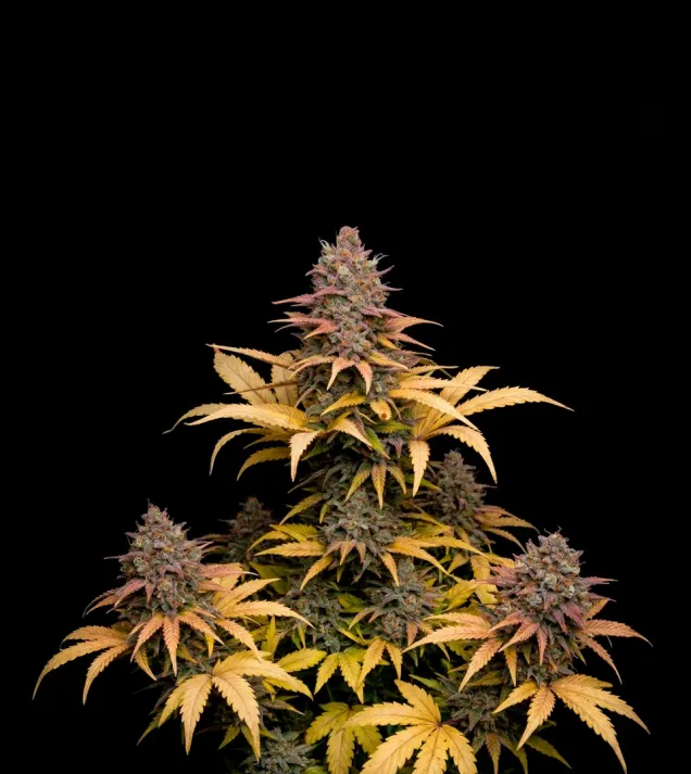 Northern Lights Fast