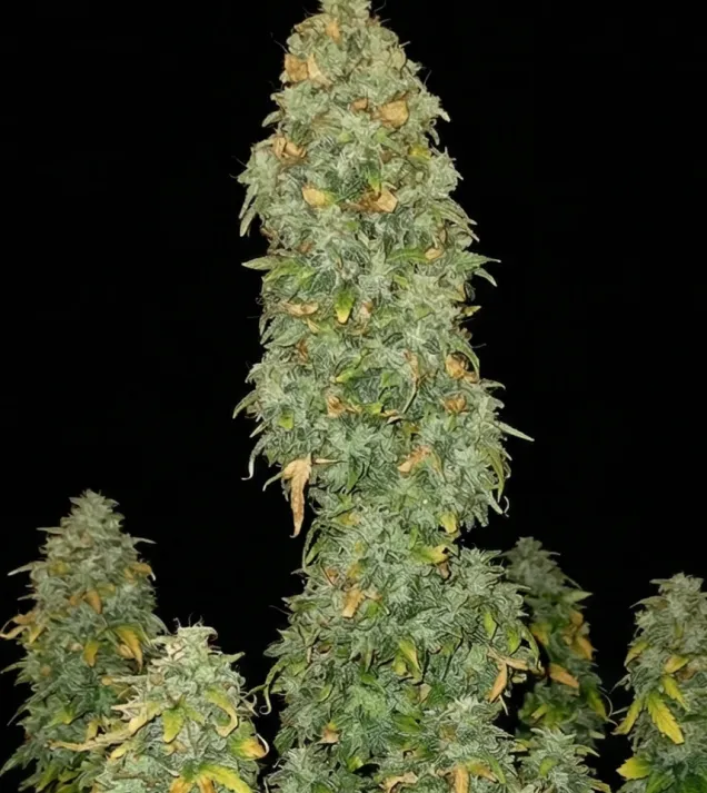 Pink Runtz Auto