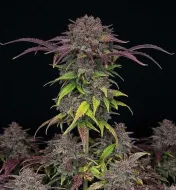 Purple Lemonade Auto