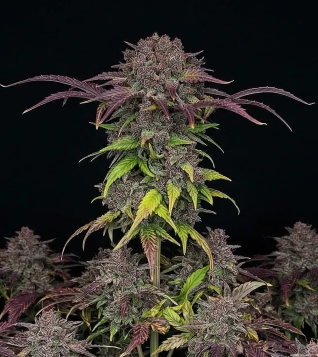 Purple Lemonade Auto