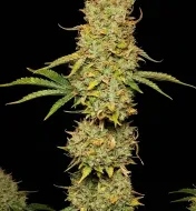 Tropicana Cookies Purple Auto