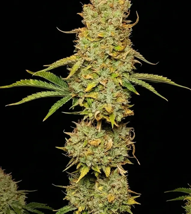 Tropicana Cookies Purple Auto