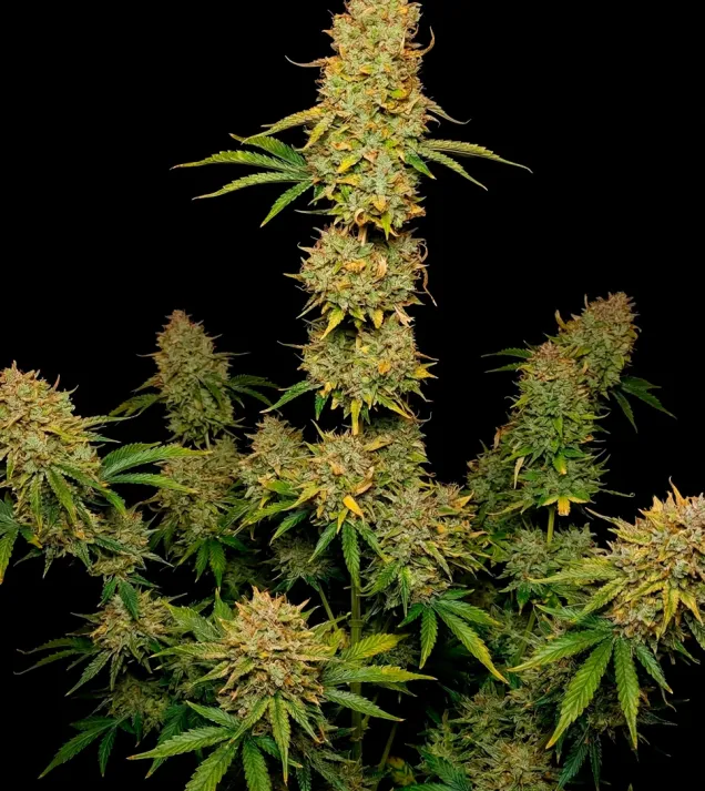 Tropicana Cookies Purple Auto