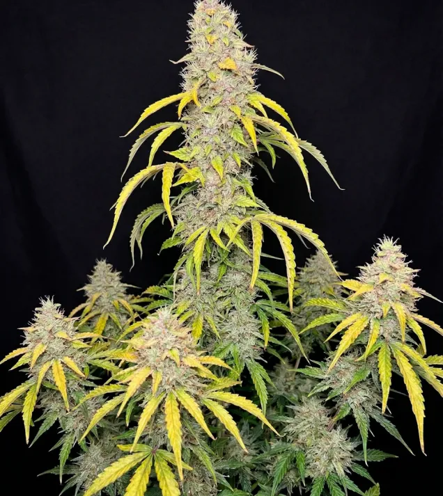 Watermelon Zkitllez Auto