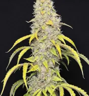 Watermelon Zkitllez Auto