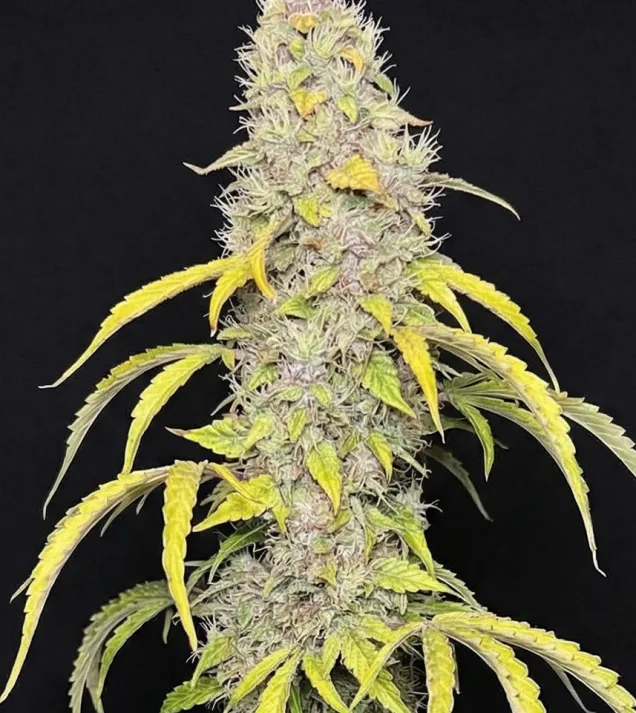 Watermelon Zkitllez Auto