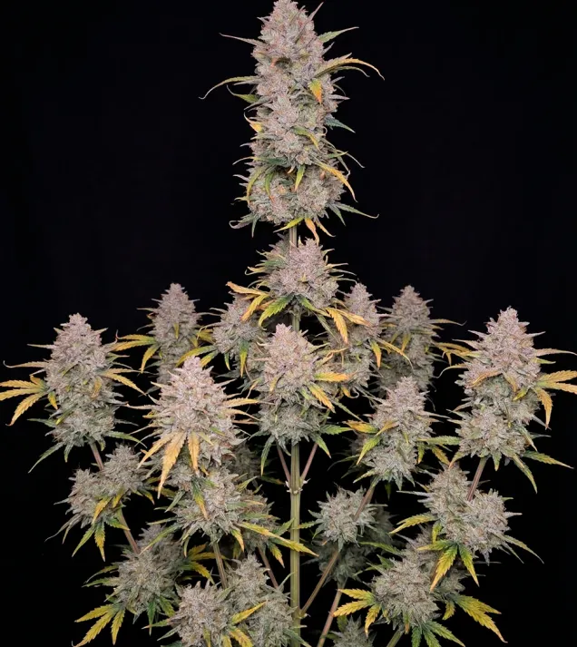 Wedding Cake Auto