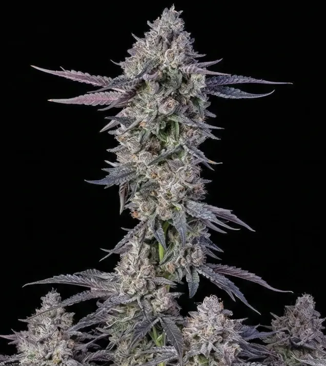 White Russian F1