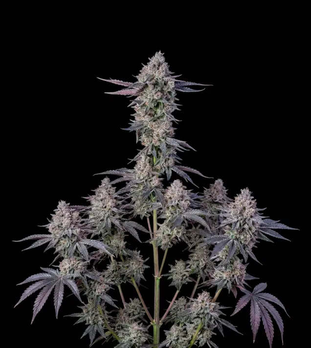 White Russian F1