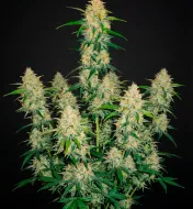 Watermelon Zkittlez Fast