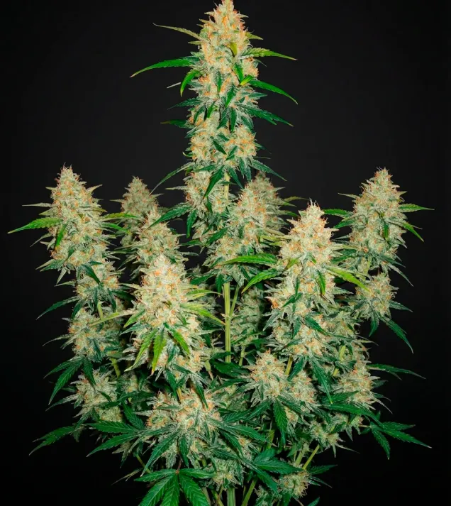 Watermelon Zkittlez Fast