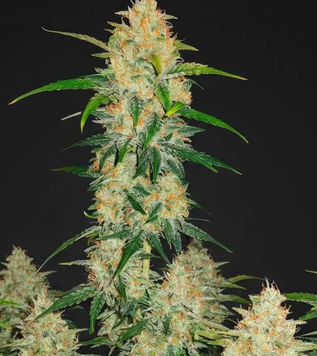 Watermelon Zkittlez Fast