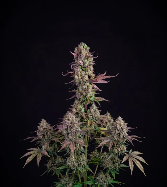 Gorilla Zkittlez Auto