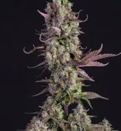 Gorilla Zkittlez Auto