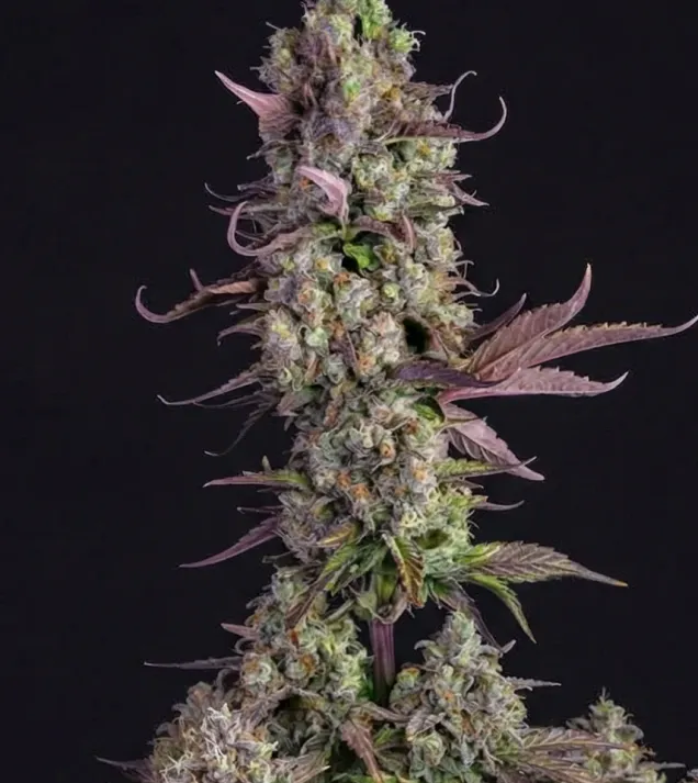 Gorilla Zkittlez Auto