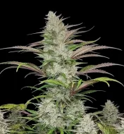 Forbidden Runtz Auto