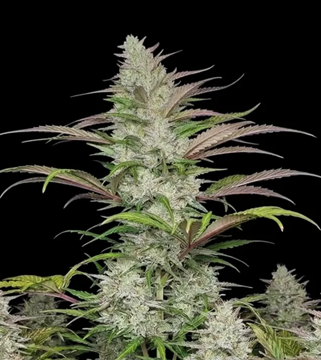 Forbidden Runtz Auto