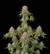 Girl Scout Cookies Fast