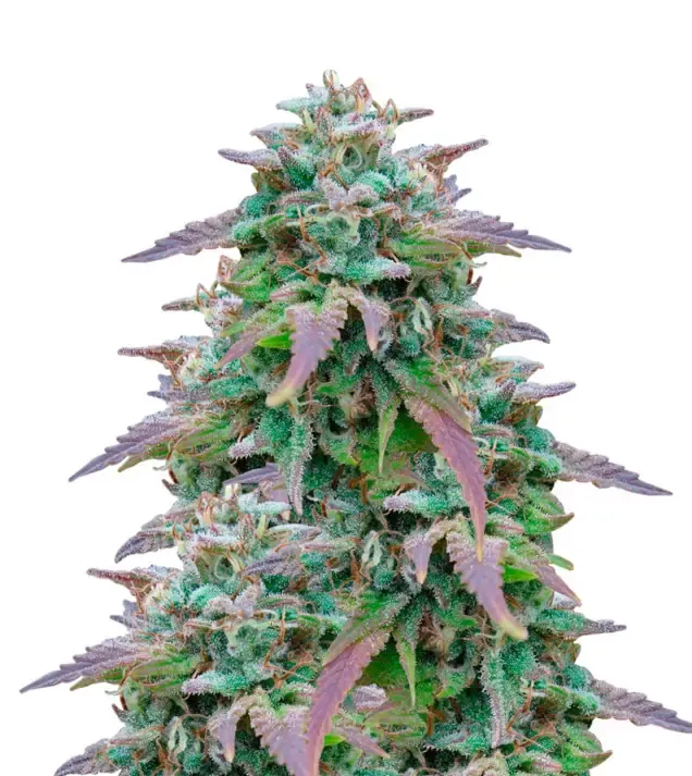 Watermelon F1