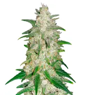 Pineapple Express Auto