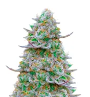 Strawberry Banana Auto