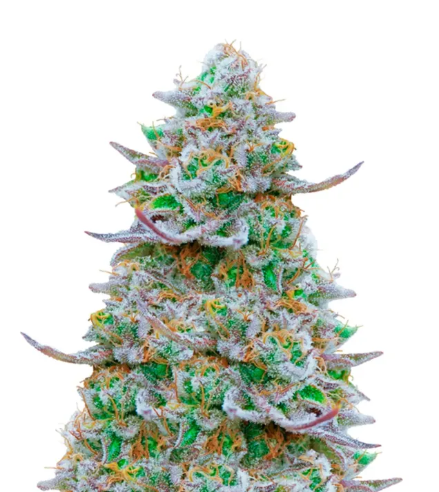 Strawberry Banana Auto