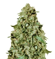 Tropicana Cookies Fast