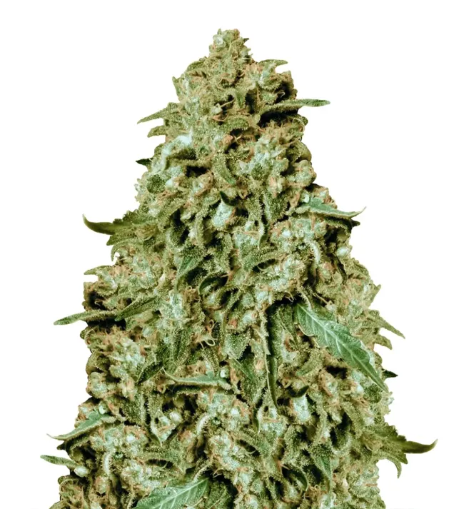 Tropicana Cookies Fast