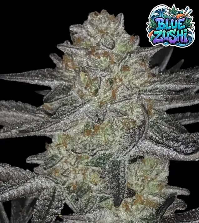 Blue Zushi