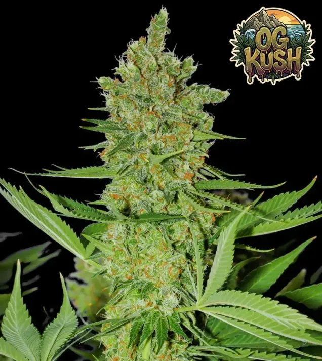 OG Kush Fast