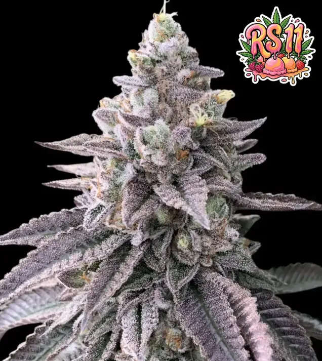 RS11 (Rainbow Sherbet)