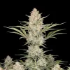 Big Bud Auto