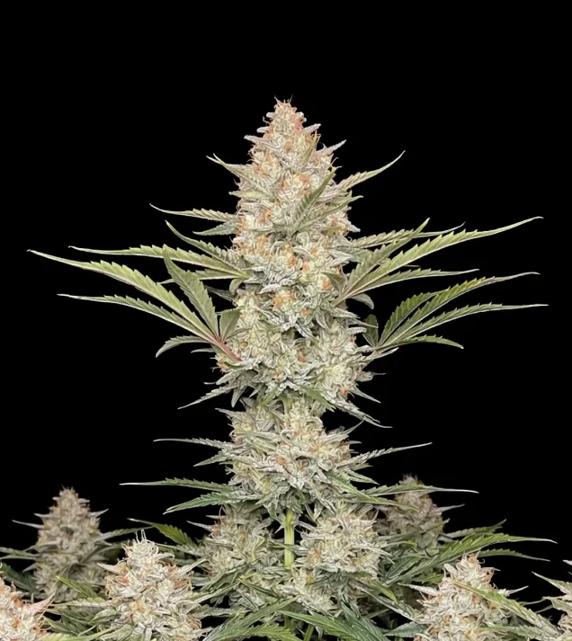 Big Bud Auto