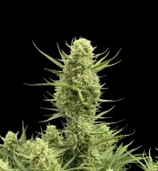 Gelato Auto