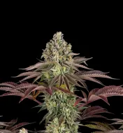 Gelato