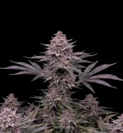Gelato Regular