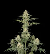 Green Crack