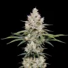 NYC Diesel Regular