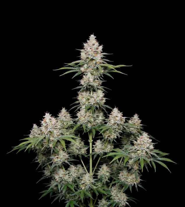 NYC Diesel Regular