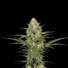 Pineapple Haze