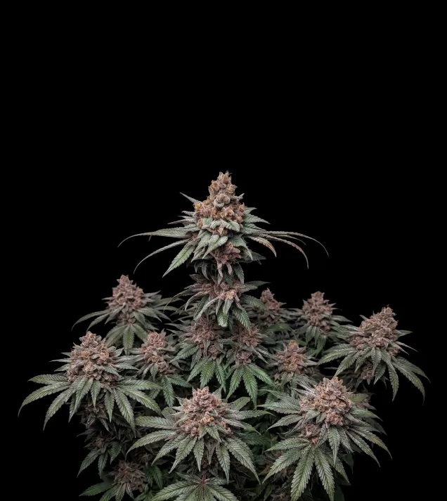 Rainbow Kush