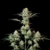 Strawberry Haze