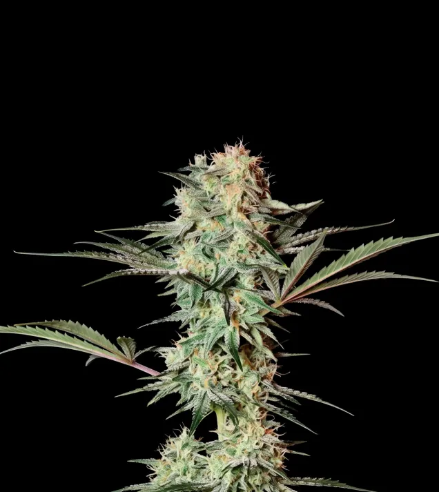 Strawberry Haze