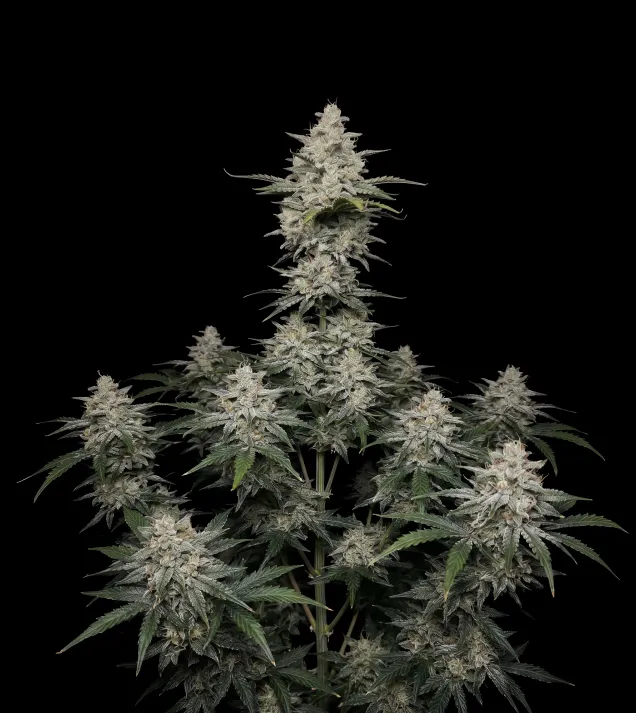 Super Lemon Haze Auto