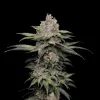 Trainwreck