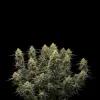 Strawberry Banana Auto