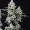 Blackberry Moonrocks - Ganja Farmer