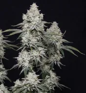 Blackberry Moonrocks - Ganja Farmer