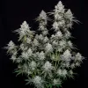 Blackberry Moonrocks - Ganja Farmer