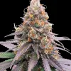 Godfather OG Auto - Ganja Farmer